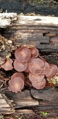 Mycena vinacea