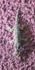 Hemidactylus platycephalus