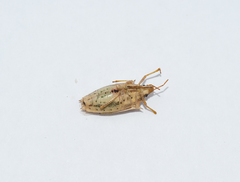 Oebalus