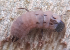 Malachius bipustulatus