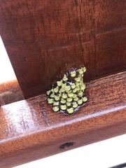 Agalychnis callidryas