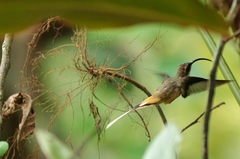 Phaethornis syrmatophorus