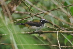 Saltator atripennis
