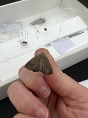 Prochoerodes forficaria