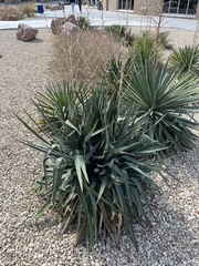 Asparagaceae