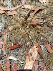 Rytidosperma caespitosum