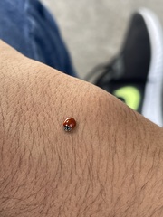 Coccinellidae