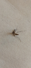 Aedes