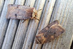 Cerastis faceta