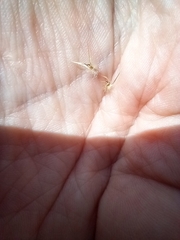 Rytidosperma caespitosum