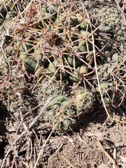 Coryphantha