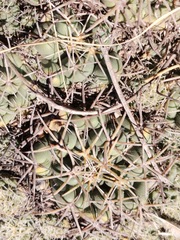 Coryphantha