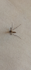 Aedes