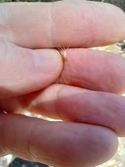 Rytidosperma caespitosum