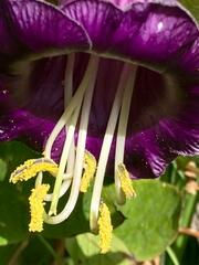 Cobaea scandens