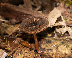 Pluteus perroseus