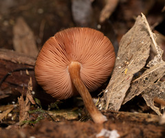 Pluteus perroseus