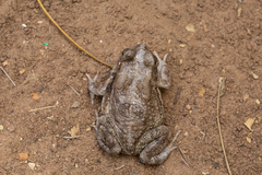 Sclerophrys xeros