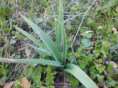Allium nigrum