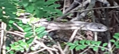 Pantherophis bairdi