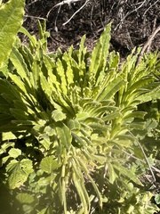 Pseudognaphalium californicum