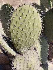 Opuntia streptacantha