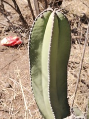 Lophocereus marginatus