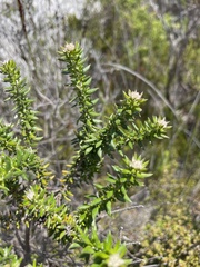 Phylica axillaris