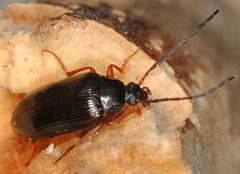 Gonodera luperus