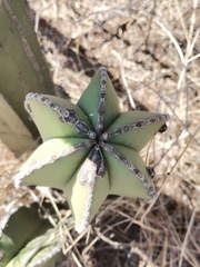 Lophocereus marginatus