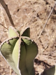 Lophocereus marginatus