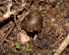 Amanita pekeoides