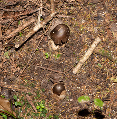Amanita pekeoides