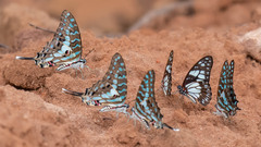Graphium antheus