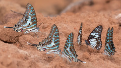 Graphium antheus