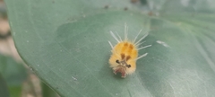 Lophocampa annulosa