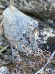 Pelargonium alternans
