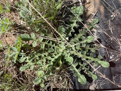 Centaurea melitensis