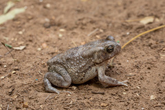 Sclerophrys xeros