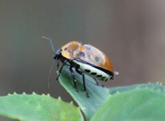 Augocoris gomesii