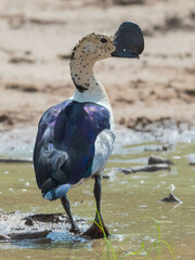 Sarkidiornis melanotos