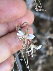 Pelargonium alternans