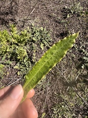 Pseudognaphalium californicum