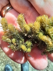 Lamprothamnium compactum