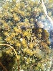 Lamprothamnium compactum