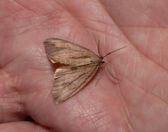 Pseudocoremia lupinata