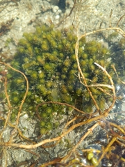 Lamprothamnium compactum