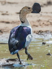 Sarkidiornis melanotos