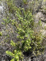 Phylica axillaris
