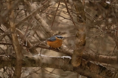 Sitta europaea caucasica